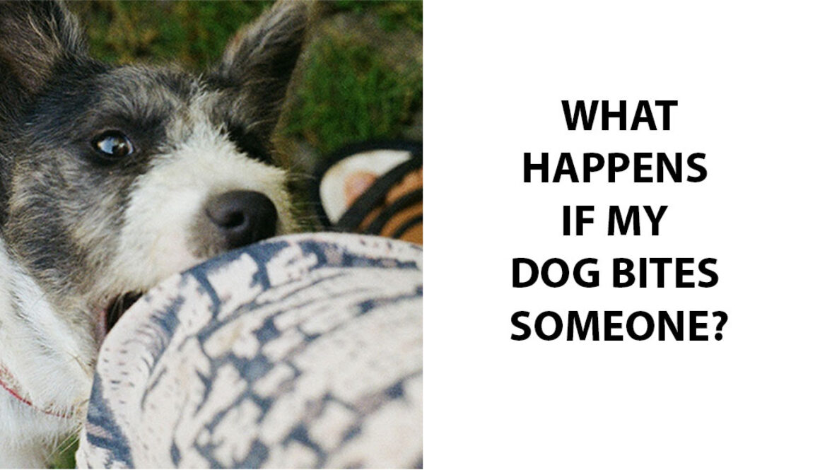 What Happens If My Dog Bites Someone?