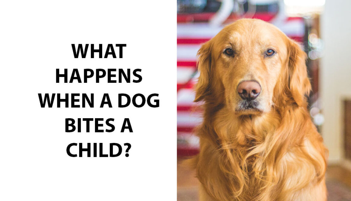 What Happens When A Dog Bites A Child